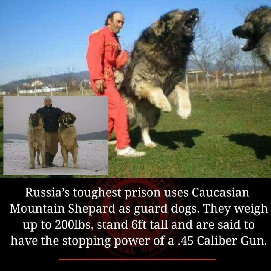 Russian prison dogs the size of bears clearance